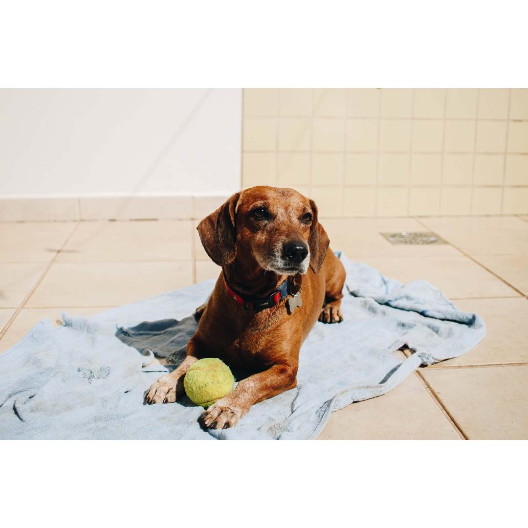 Keeping Your Pet Cool in the Summer Heat | South County ...