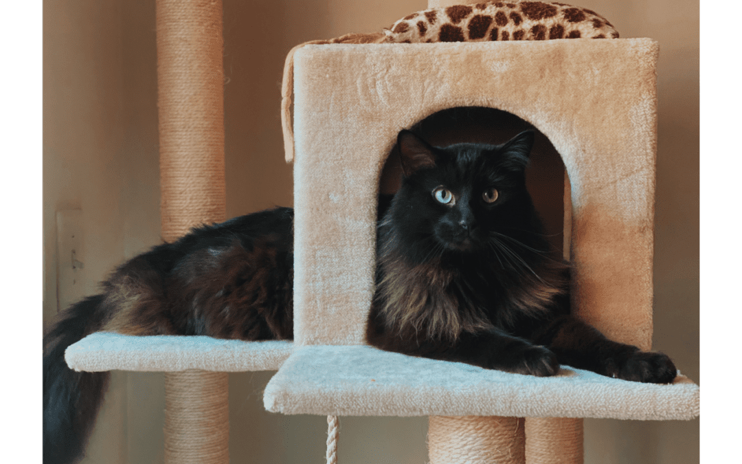 Black and brown long haired cat laying in cat tree