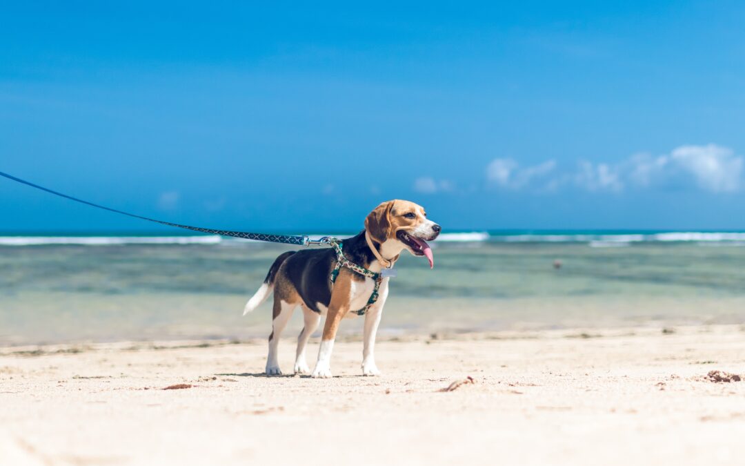 5 Ways to Keep Your Puppy Cool and Safe This Summer
