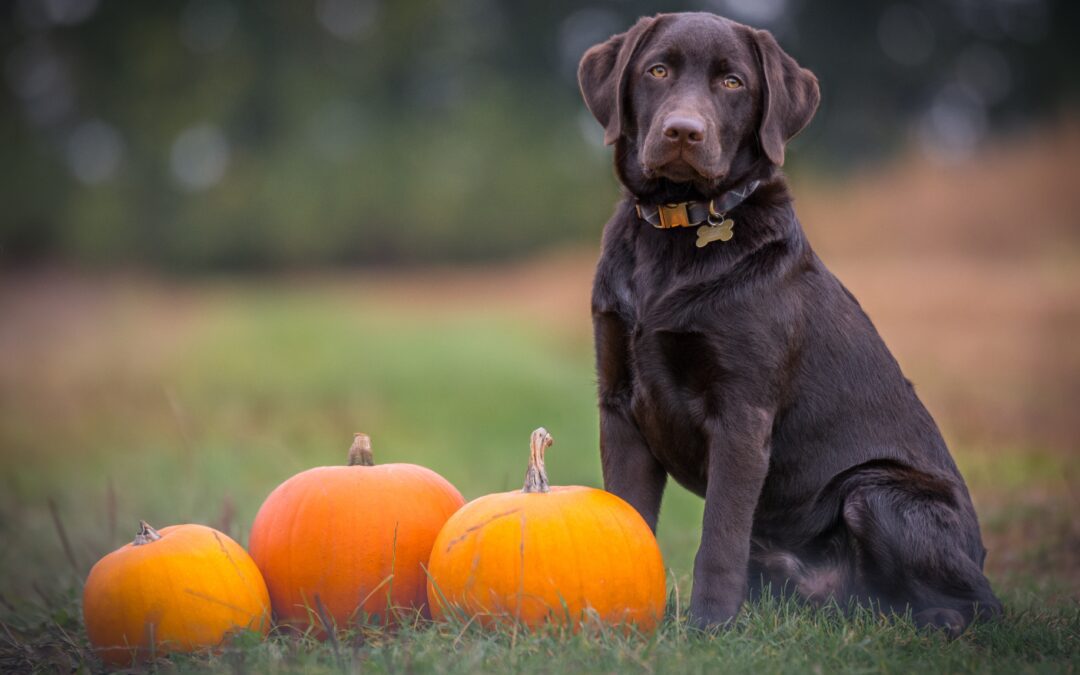 The Nutritional Power of Pumpkin: A Fall Treat for Pets